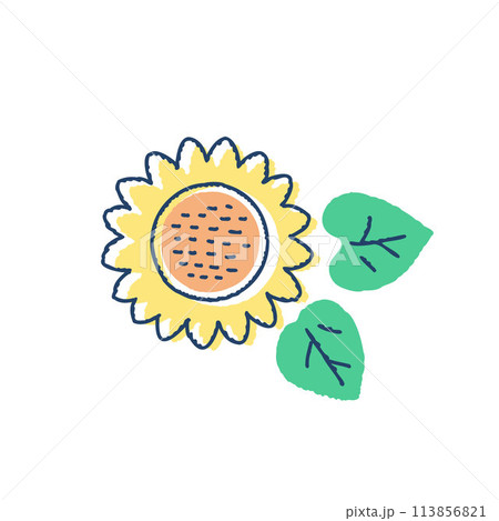 ヒマワリの花 113856821