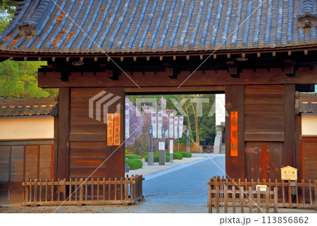 《愛知県》春の桜が咲く徳川園黒門 《愛知県》春の桜が咲く徳川園黒門 113856862
