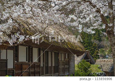 世界遺産 菅沼合掌造り集落の春景色 世界遺産 菅沼合掌造り集落の春景色 113856906
