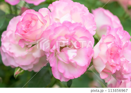 美しい自然の光芒に映えるバラの花【ストロベリーアイス】クローズアップ撮影（はな阿蘇美）) 113856967