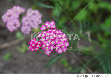 庭に咲くノコギリソウ属の花 庭に咲くノコギリソウ属の花 113856998