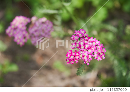 庭に咲くノコギリソウ属の花 庭に咲くノコギリソウ属の花 113857000