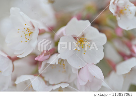 春の桜 113857063