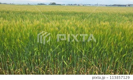 麦畑に田舎の風景 農業イメージ2 麦畑に田舎の風景 農業イメージ2 113857129
