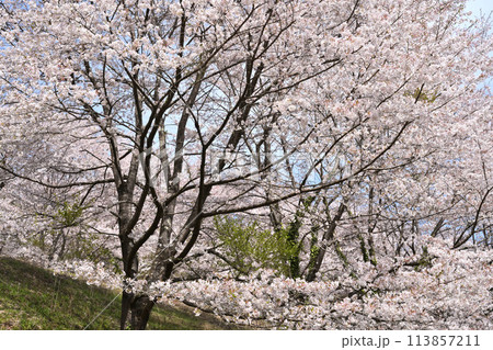 土手に咲く桜 土手に咲く桜 113857211
