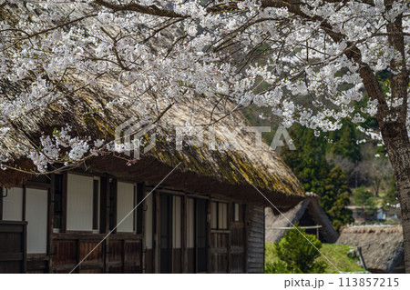 世界遺産 菅沼合掌造り集落の春景色 世界遺産 菅沼合掌造り集落の春景色 113857215