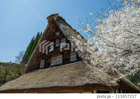 世界遺産 菅沼合掌造り集落の春景色 世界遺産 菅沼合掌造り集落の春景色 113857217