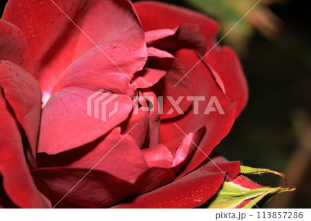 花 113857286