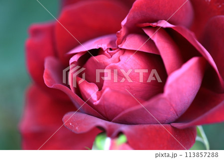 花 花 113857288