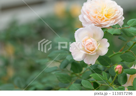 美しい自然の光芒に映えるバラの花【クロッカスローズ】クローズアップ撮影(はな阿蘇美)) 美しい自然の光芒に映えるバラの花【クロッカスローズ】クローズアップ撮影(はな阿蘇美)) 113857296