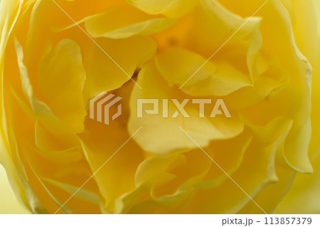 美しい自然の光芒に映えるバラの花【グラハム・トーマス】クローズアップ・マクロ撮影（はな阿蘇美）) 113857379