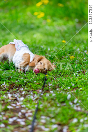公園で散歩をするカニンヘンダックスフンド 公園で散歩をするカニンヘンダックスフンド 113857514