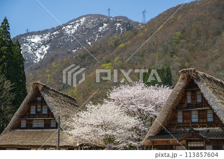 世界遺産 菅沼合掌造り集落の春景色 世界遺産 菅沼合掌造り集落の春景色 113857604