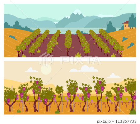 Set of landscapes with vineyard fields flat style, vector illustration Set of landscapes with vineyard fields flat style, vector illustration 113857735