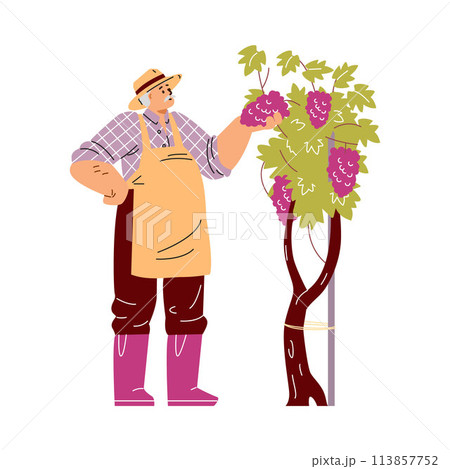 Vintner inspecting grapes vector illustration 113857752