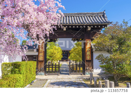 京都 妙顕寺 大門前の紅しだれ桜 京都 妙顕寺 大門前の紅しだれ桜 113857758