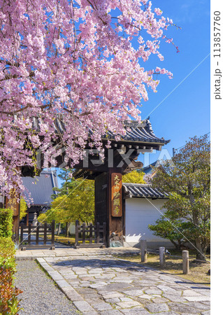 京都　妙顕寺　大門前の紅しだれ桜 113857760