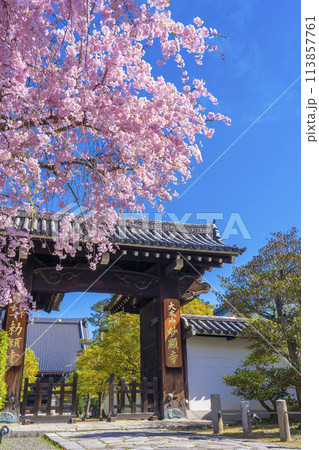 京都　妙顕寺　大門前の紅しだれ桜 113857761