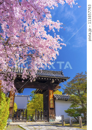 京都　妙顕寺　大門前の紅しだれ桜 113857763