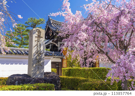 京都　妙顕寺　大門前の紅しだれ桜 113857764