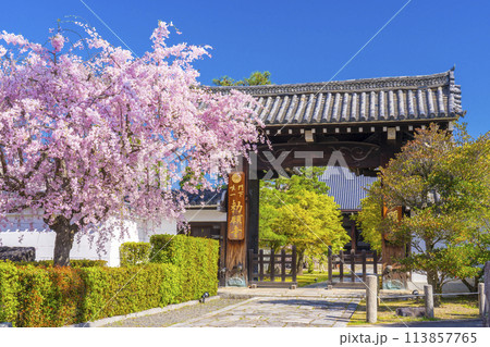 京都 妙顕寺 大門前の紅しだれ桜 京都 妙顕寺 大門前の紅しだれ桜 113857765