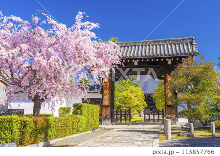 京都　妙顕寺　大門前の紅しだれ桜 113857766