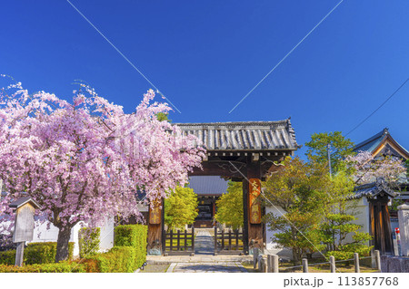 京都 妙顕寺 大門前の紅しだれ桜 京都 妙顕寺 大門前の紅しだれ桜 113857768