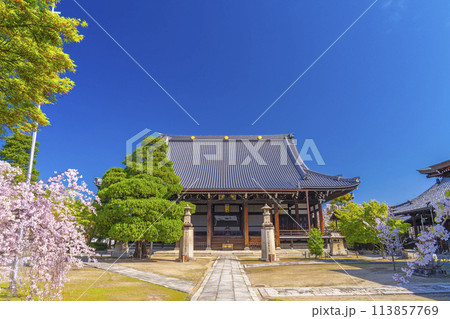 京都　妙顕寺　大本堂としだれ桜 113857769
