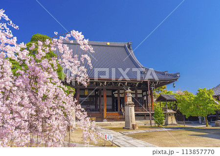 京都　妙顕寺　大本堂としだれ桜 113857770