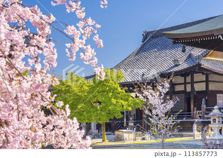 京都 妙顕寺 鬼子母神堂(尊神堂)と桜 京都 妙顕寺 鬼子母神堂(尊神堂)と桜 113857773