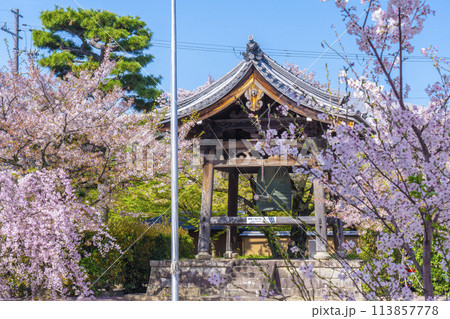 京都　妙顕寺　鐘楼としだれ桜 113857778