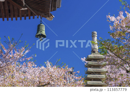 京都 妙顕寺 本堂に吊るされている風鐸と桜 京都 妙顕寺 本堂に吊るされている風鐸と桜 113857779