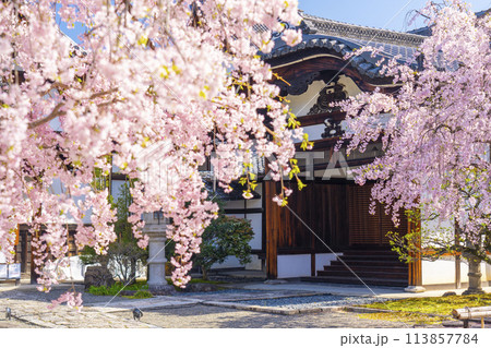 京都　妙顕寺　満開の桜と大玄関と庫裡 113857784