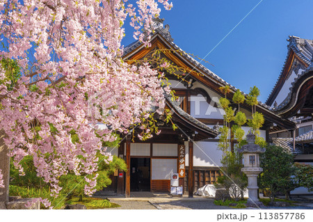 京都 妙顕寺 満開の桜と庫裡 京都 妙顕寺 満開の桜と庫裡 113857786