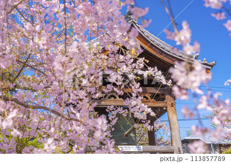 京都 妙顕寺 鐘楼としだれ桜 京都 妙顕寺 鐘楼としだれ桜 113857789
