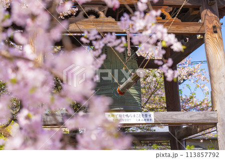 京都　妙顕寺　鐘楼としだれ桜 113857792