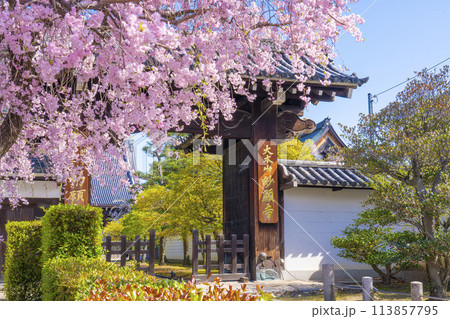 京都　妙顕寺　大門前の紅しだれ桜 113857795