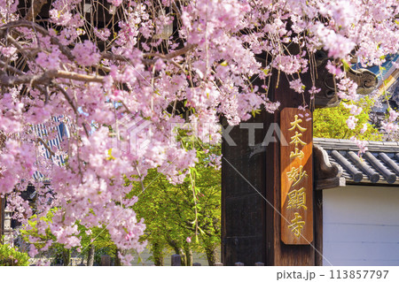 京都 妙顕寺 大門前の紅しだれ桜 京都 妙顕寺 大門前の紅しだれ桜 113857797
