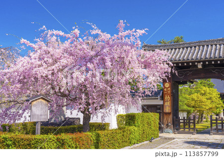 京都　妙顕寺　大門前の紅しだれ桜 113857799