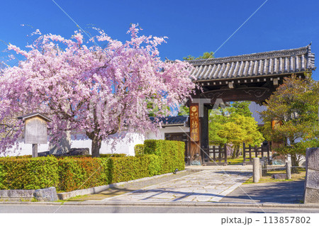 京都　妙顕寺　大門前の紅しだれ桜 113857802