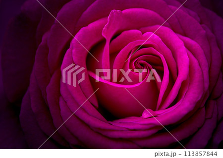 美しい自然の光芒に映えるバラの花【ロサ・ケンティファリア】クローズアップ撮影(はな阿蘇美)) 美しい自然の光芒に映えるバラの花【ロサ・ケンティファリア】クローズアップ撮影(はな阿蘇美)) 113857844