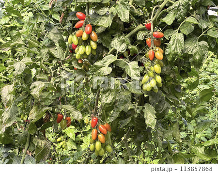 Tomatoes grown in a greenhouse Tomatoes grown in a greenhouse 113857868
