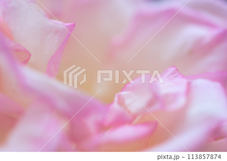 美しい自然光芒に映えるバラの花【オリビアローズ　オースチン】クローズアップ撮影（はな阿蘇美）) 113857874