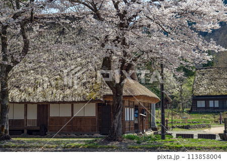 世界遺産 菅沼合掌造り集落の春景色 世界遺産 菅沼合掌造り集落の春景色 113858004