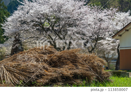 世界遺産 菅沼合掌造り集落の春景色 113858007