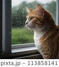 雨の降る日の窓を眺める猫 113858141