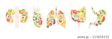 Healthy Human Internal Organs with Fruit and Vegetables Vector Set 113858155