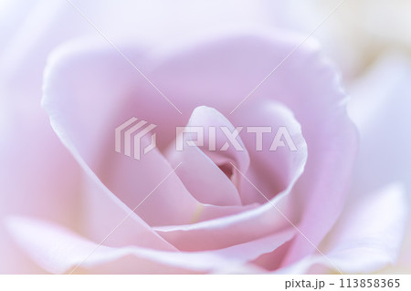 美しい自然光芒に映えるバラの花 クローズアップ・マクロ撮影(はな阿蘇美)) 美しい自然光芒に映えるバラの花 クローズアップ・マクロ撮影(はな阿蘇美)) 113858365