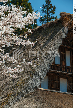世界遺産 菅沼合掌造り集落の春景色 世界遺産 菅沼合掌造り集落の春景色 113858455