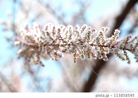 ギョリュウ(御柳) ギョリュウ(御柳) 113858595